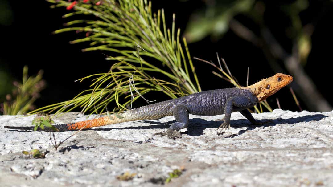 A telepes agámák átköltöztek Afrikából Floridába