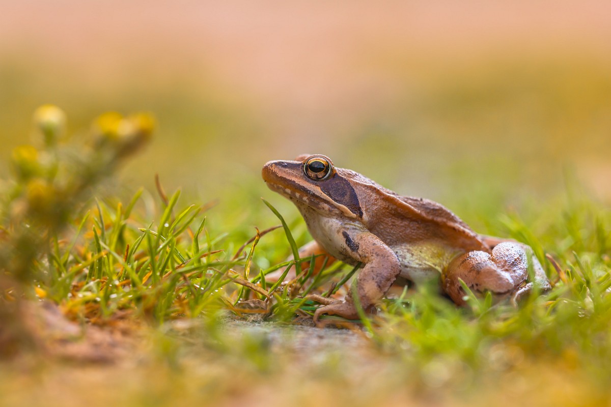 Magyarországi kétéltűfajok / 31. Erdei béka (Rana dalmatina)