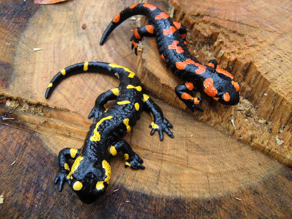 Magyarországi kétéltűfajok / 17. Foltos szalamandra (Salamandra salamandra)