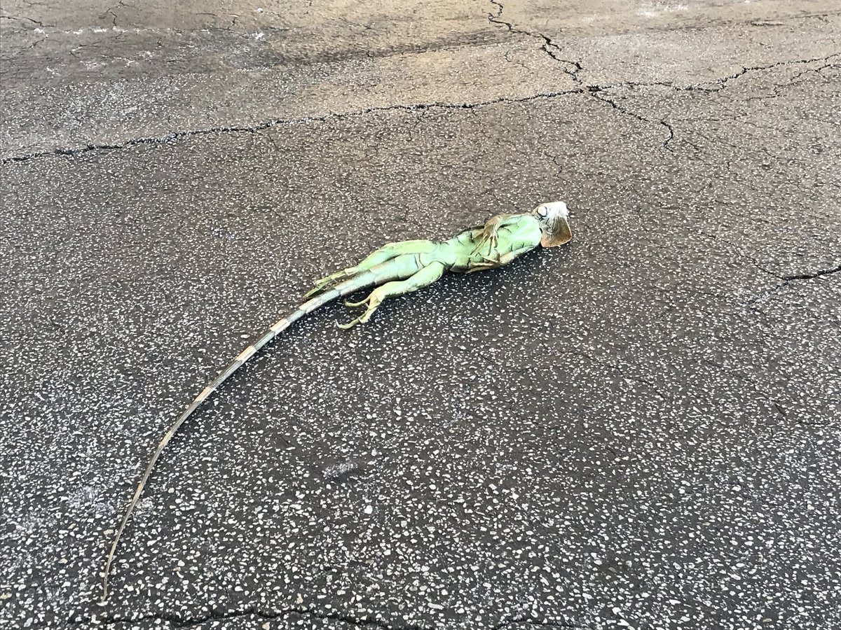 Dermedt leguánok hullnak le a fákról Floridában