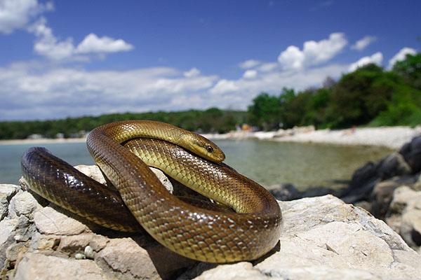 Magyarországi hüllőfajok / 9. Erdei sikló (Zamenis longissimus)