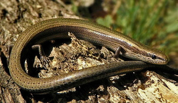 Magyarországi hüllőfajok / 6. Pannongyík (Ablepharus kitaibelii fitzingeri)