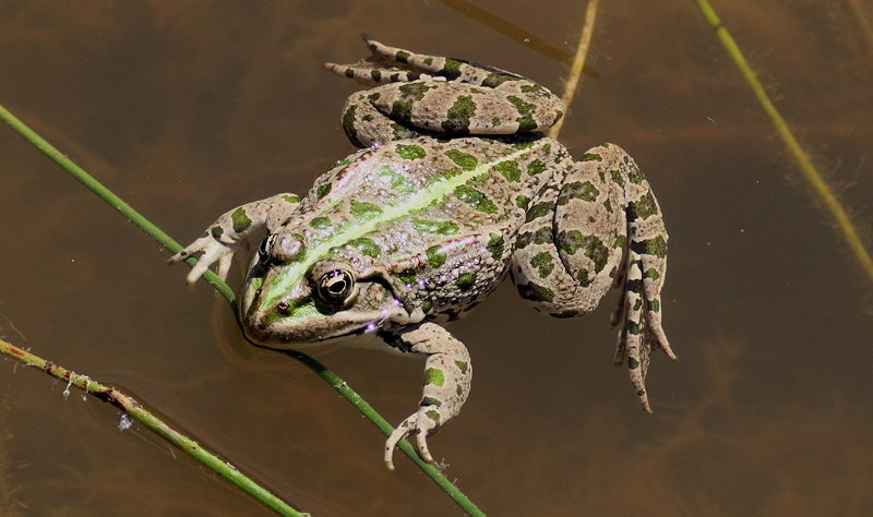 Magyarországi kétéltűfajok / 32. Nagy tavibéka (Pelophylax ridibundus)