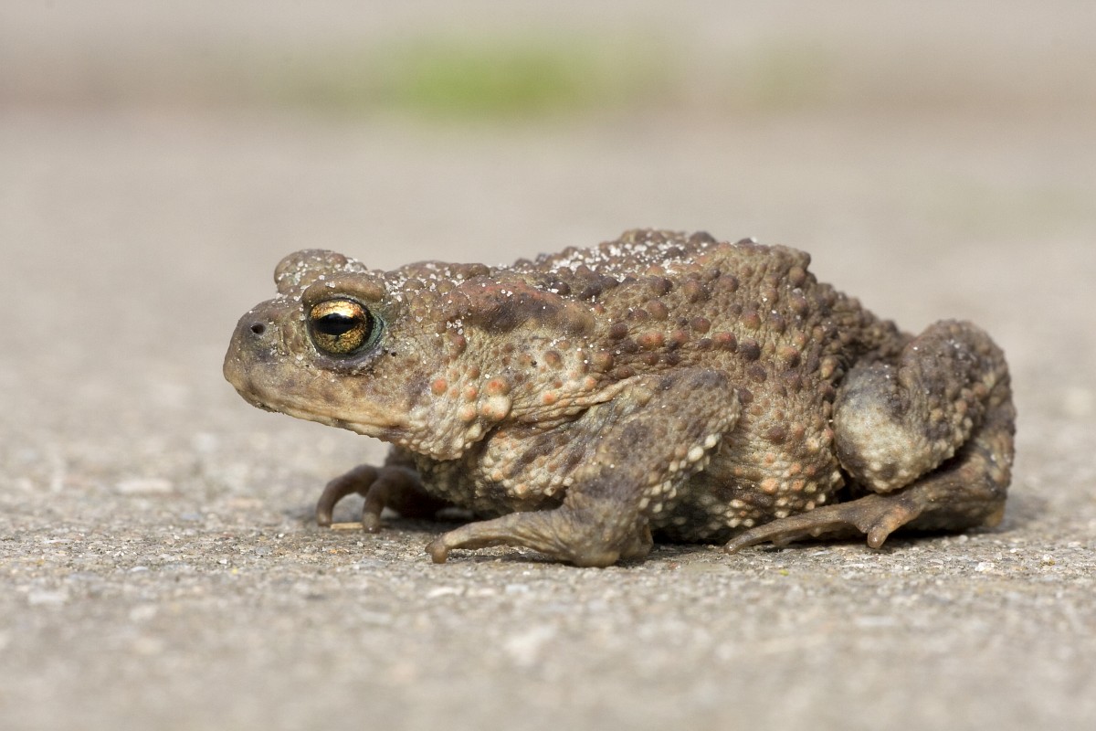 Magyarországi kétéltűfajok / 26. Barna varangy (Bufo bufo)