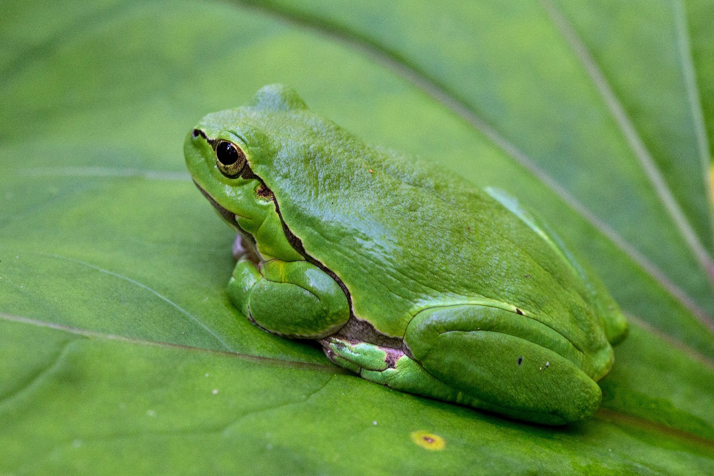 Magyarországi kétéltűfajok / 28. Zöld levelibéka (Hyla arborea)