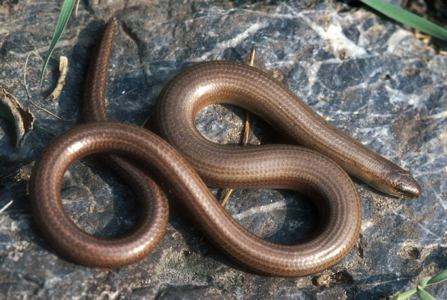 Magyarországi hüllőfajok / 7. Közönséges lábatlangyík (Anguis fragilis)