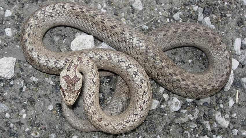 Magyarországi hüllőfajok / 12. Rézsikló (Coronella austriaca)