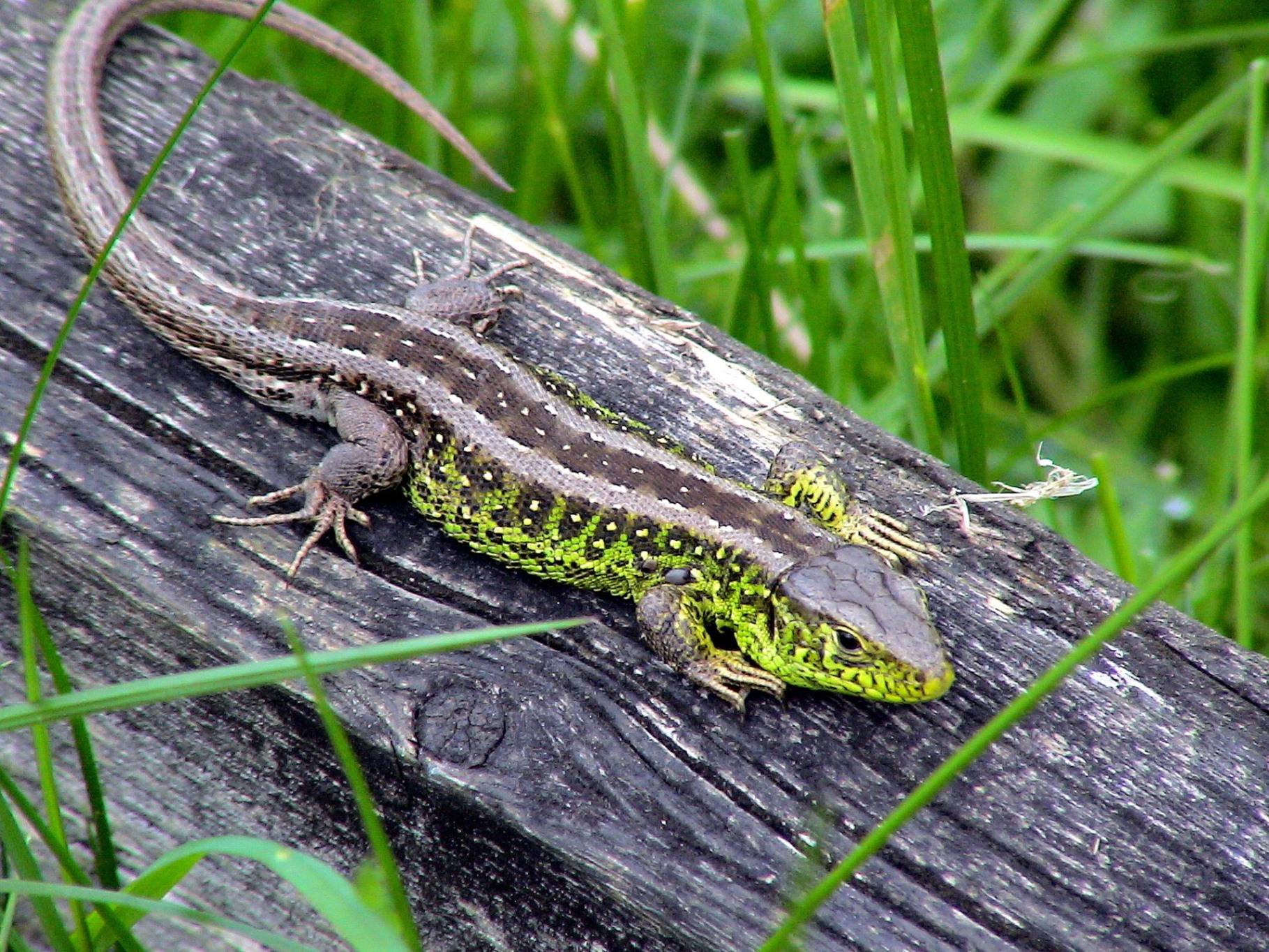 Magyarországi hüllőfajok / 3. Fürge gyík (Lacerta agilis)