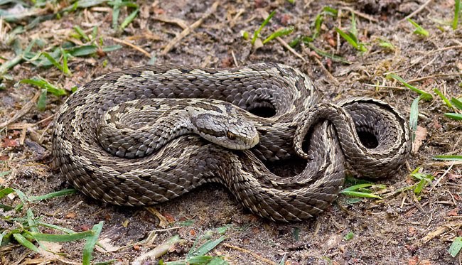 Magyarországi hüllőfajok / 15. Rákosi vipera (Vipera ursinii rakosiensis)