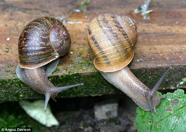 Elpusztult Jeremy, a balmenetes éticsiga