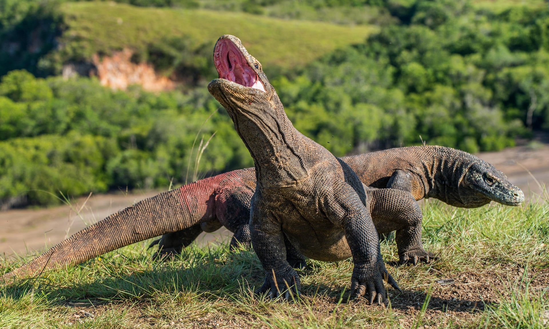 A Komodo-sziget bezár a turisták előtt, mert lopják a varánuszokat