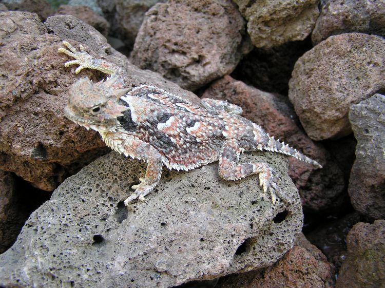 Szélesorrú békagyík, a hangyák réme