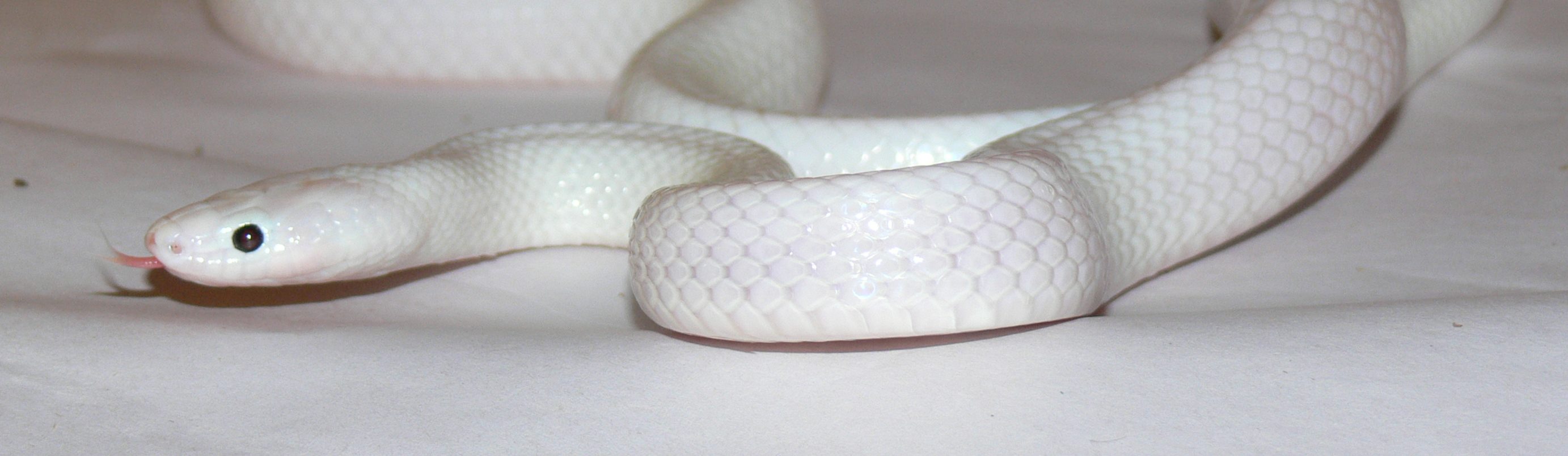 Fehér, de nem albínó kígyót találtak