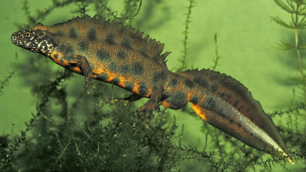 Magyarországi kétéltűfajok / 20. Alpesi tarajosgőte (Triturus carnifex)
