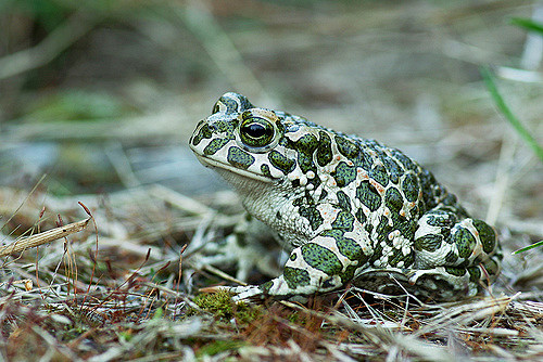 Magyarországi kétéltűfajok / 27. Zöld varangy (Bufo viridis)