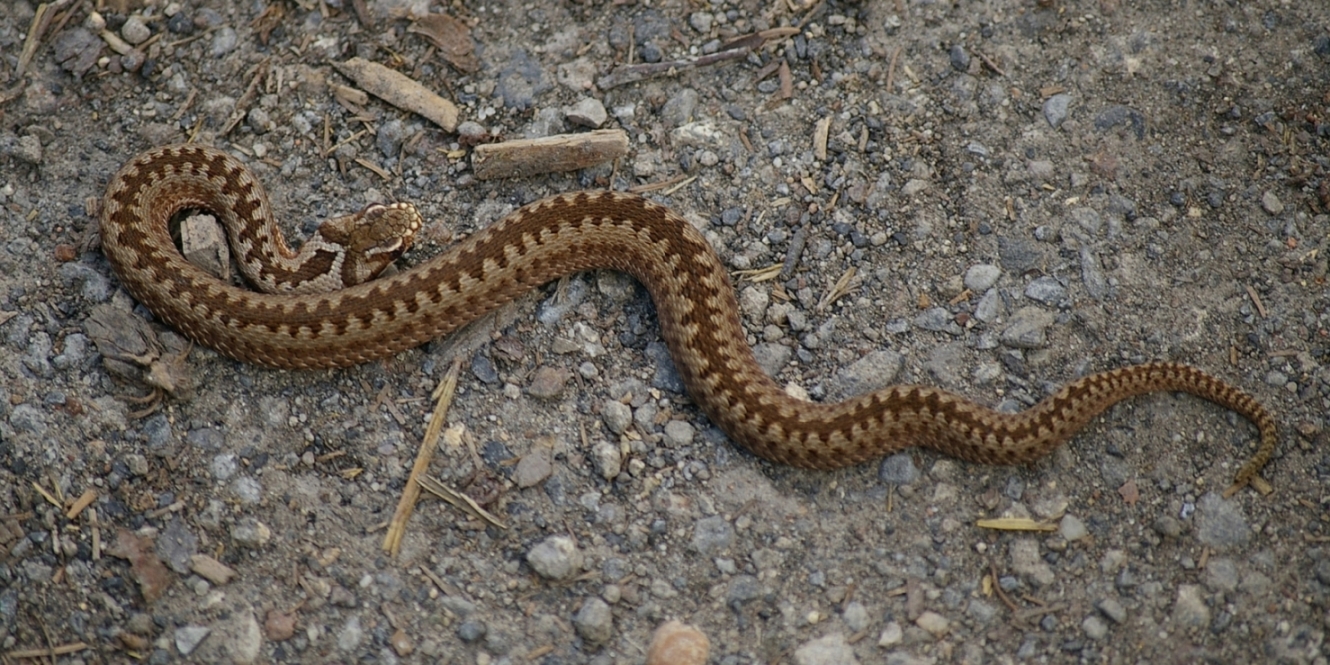 Magyarországi hüllőfajok / 14. Keresztes vipera (Vipera berus)