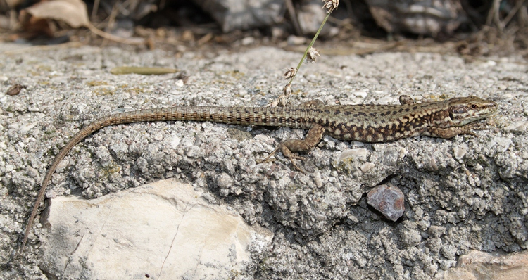 Magyarországi hüllőfajok / 2. Fali gyík (Podarcis muralis)