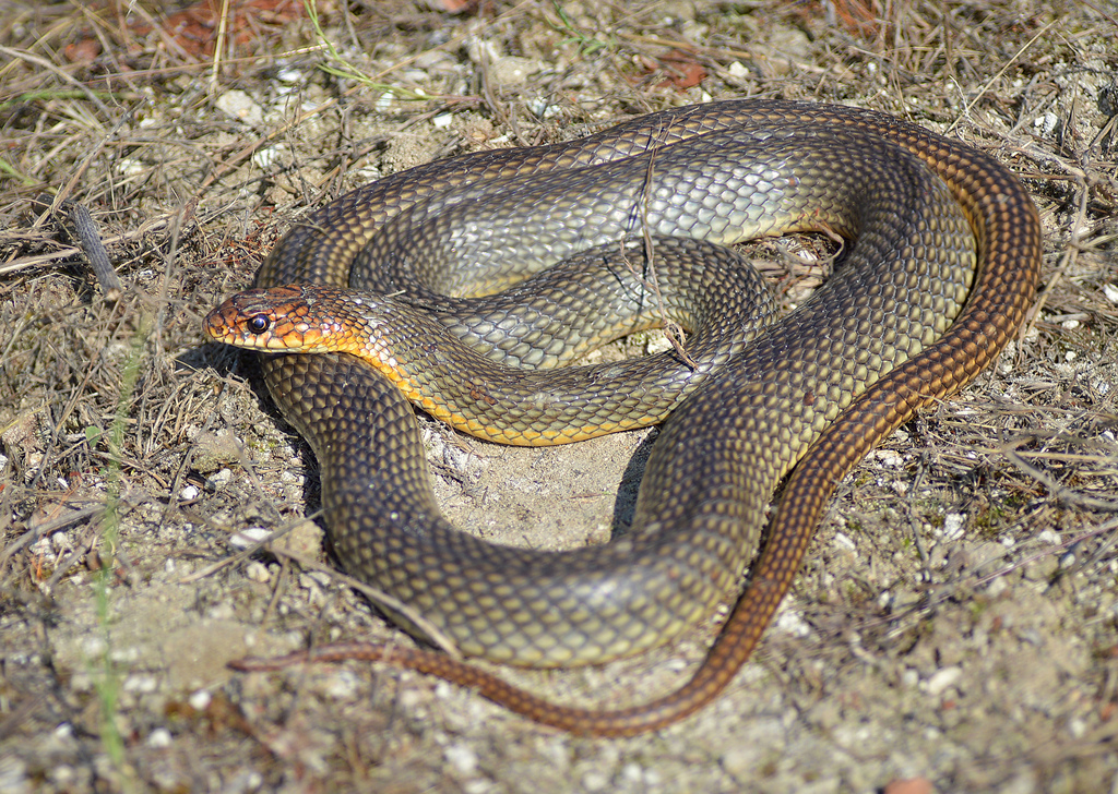 Magyarországi hüllőfajok / 10. Kaszpi haragossikló (Dolichophis caspius)