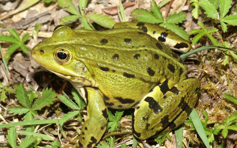 Magyarországi kétéltűfajok / 34. Kecskebéka (Pelophylax kl. esculentus)