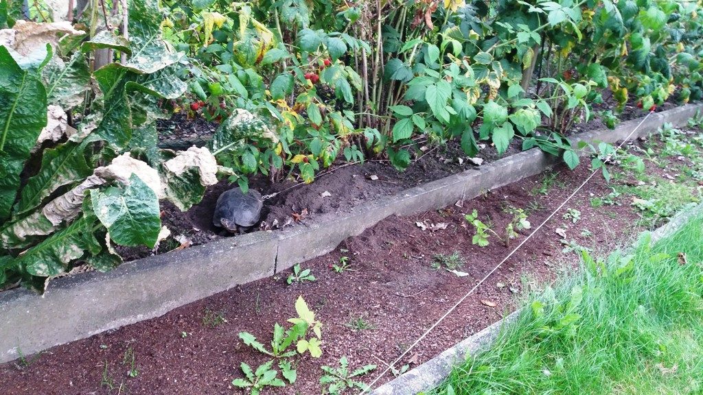Lyukat fúrtak teknősük páncéljába, majd kikötözték, hogy elmehessenek nyaralni