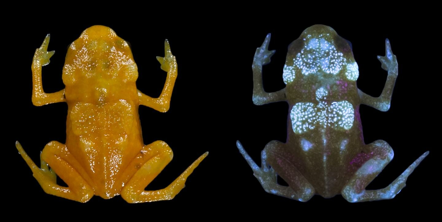 Fluoreszcenciát fedeztek fel apró brazil békákban