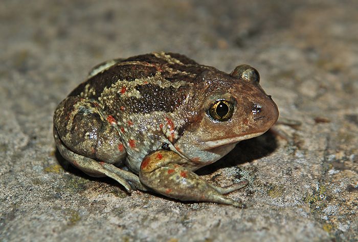 Magyarországi kétéltűfajok / 25. Barna ásóbéka (Pelobates fuscus)