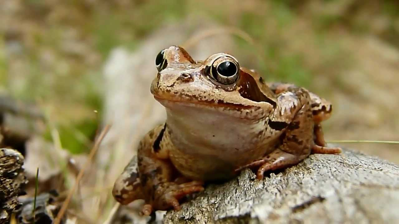 Béka csempészeket fogtak Közép-Törökországban