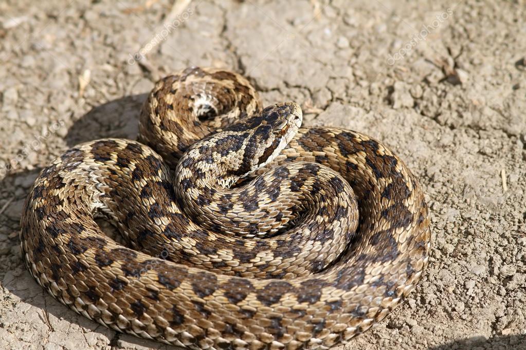 A Rákosi Vipera Napja most szombaton!