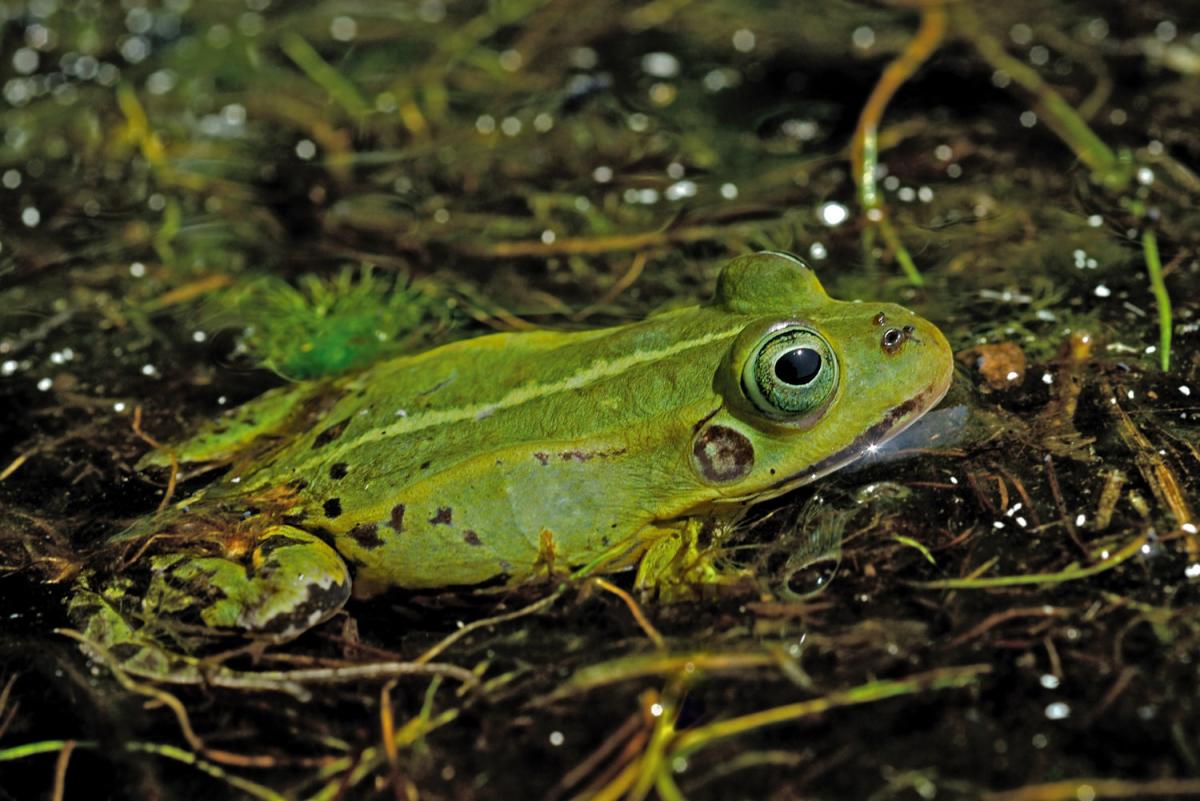 Magyarországi kétéltűfajok / 33. Kis tavibéka (Pelophylax lessonae)