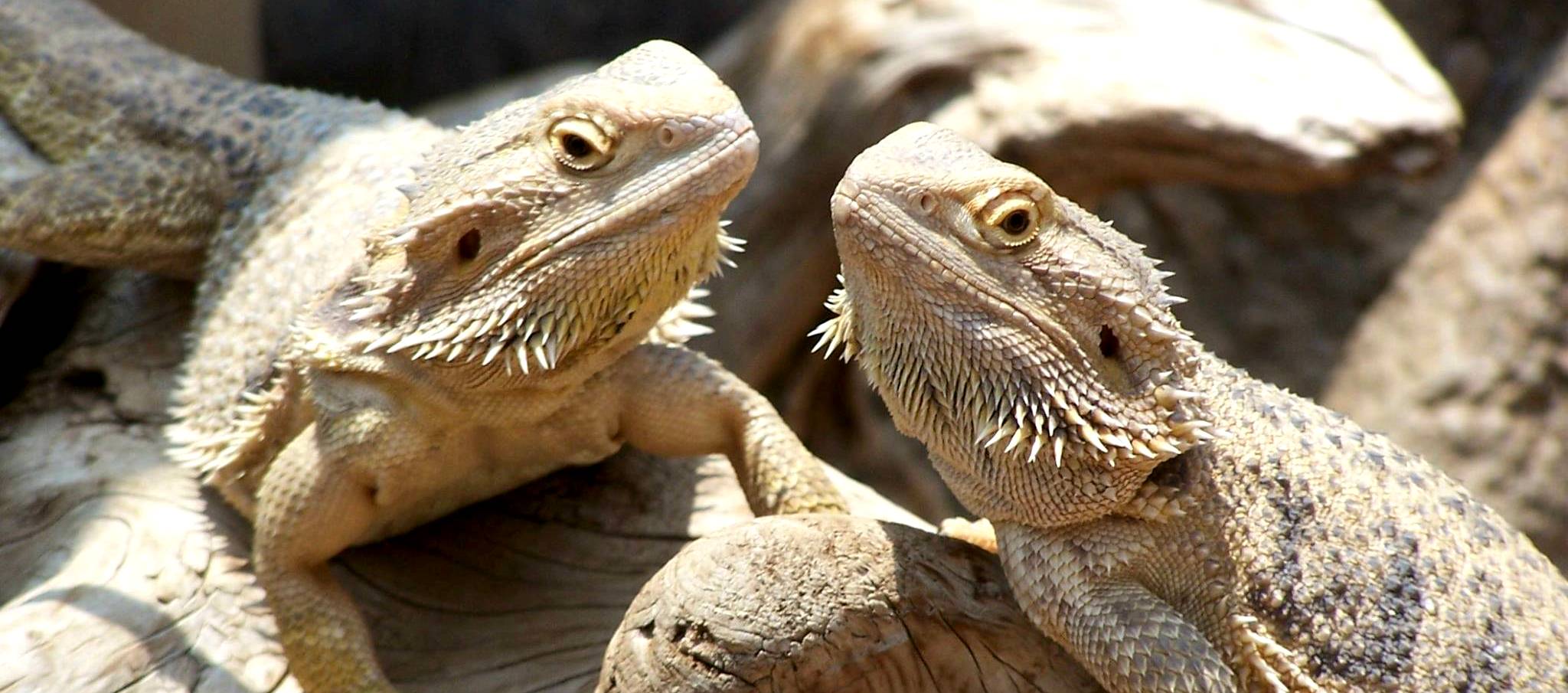 A szakállas agáma gondozása / 1. - ALAPOK