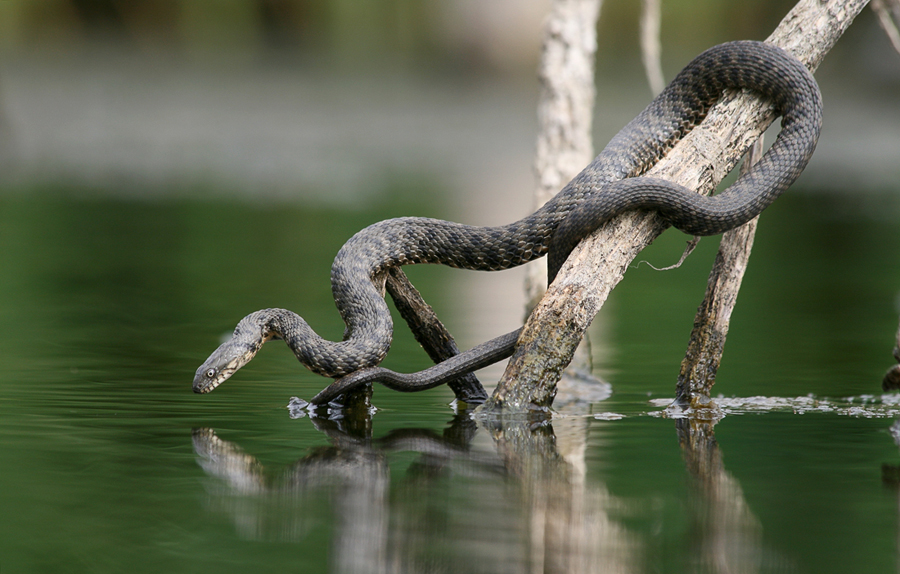 Magyarországi hüllőfajok / 11. Kockás sikló (Natrix tessellata)