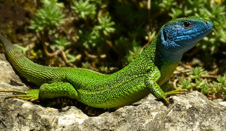 Magyarországi hüllőfajok / 5. Zöld gyík (Lacerta viridis)