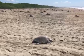 Rendőr vigyáz a fészkelő teknősökre
