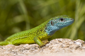 Magyarországi hüllőfajok / 5. Zöld gyík (Lacerta viridis)