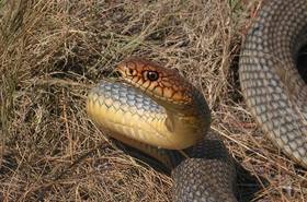 Magyarországi hüllőfajok / 10. Kaszpi haragossikló (Dolichophis caspius)