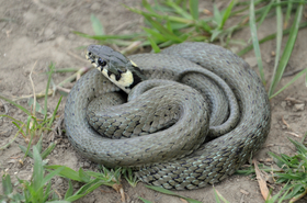 Magyarországi hüllőfajok / 13. Vízisikló (Natrix natrix)