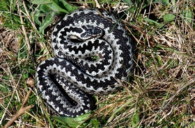 Magyarországi hüllőfajok / 14. Keresztes vipera (Vipera berus)