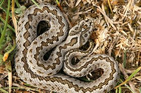 Magyarországi hüllőfajok / 15. Rákosi vipera (Vipera ursinii rakosiensis)