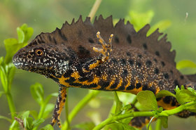 Magyarországi kétéltűfajok / 19. Közönséges tarajosgőte (Triturus cristatus)