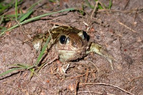 Magyarországi kétéltűfajok / 25. Barna ásóbéka (Pelobates fuscus)