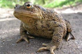 Magyarországi kétéltűfajok / 26. Barna varangy (Bufo bufo)