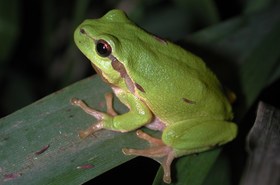 Magyarországi kétéltűfajok / 28. Zöld levelibéka (Hyla arborea)