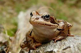 Magyarországi kétéltűfajok / 29. Gyepi béka (Rana temporaria)