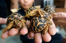 Sokkoló jelentés a hatalmas, illegális teknős kereskedelmi hálózatról