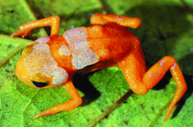 Fluoreszcenciát fedeztek fel apró brazil békákban