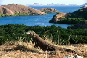 A Komodo-sziget bezár a turisták előtt, mert lopják a varánuszokat