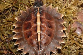 Borneói tövises teknős