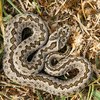 Magyarországi hüllőfajok / 15. Rákosi vipera (Vipera ursinii rakosiensis)